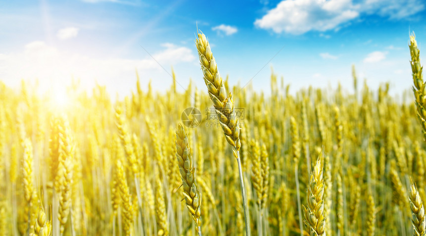 农业景观小麦田和日出在蓝色的天空宽阔照片图片