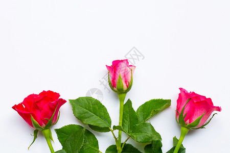 白色背景的玫瑰花朵图片