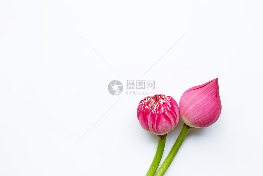 白底的粉色莲花图片