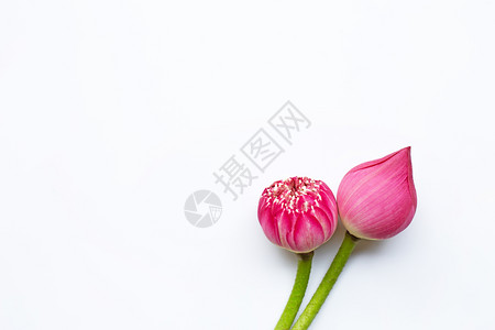 白底的粉色莲花图片