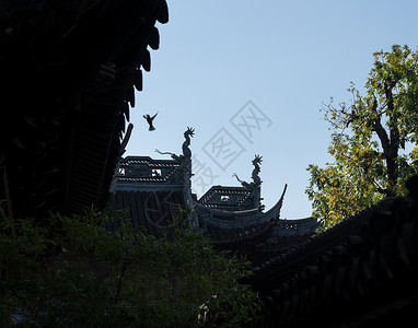 屋顶与鸟一起雕刻的细节在老城上海的园或龙在的细详节图片