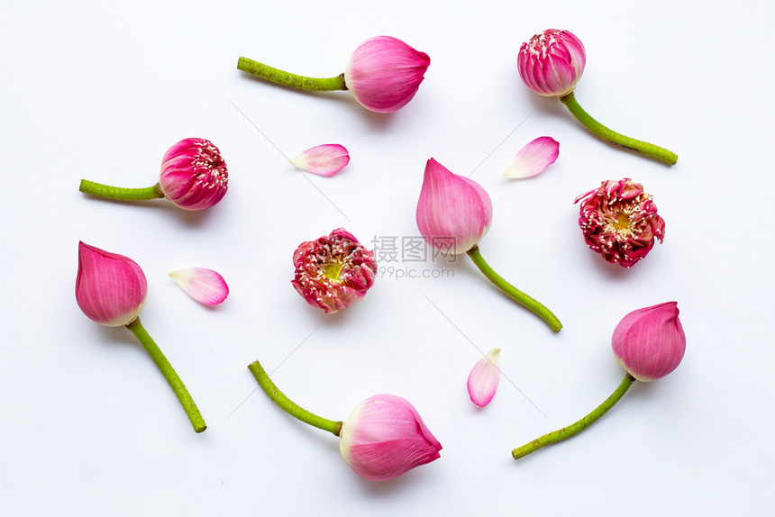 桌子上的粉色莲花图片
