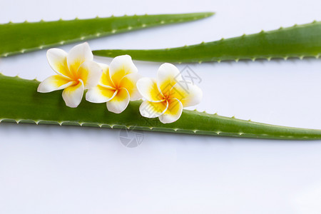 新鲜的芦荟叶子背景图片