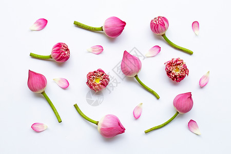 粉色的莲花图片