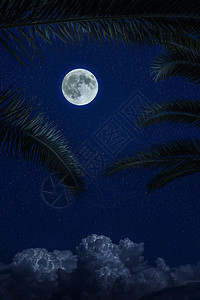 月亮和黑夜的云明亮棕榈叶月光背景深蓝色图片