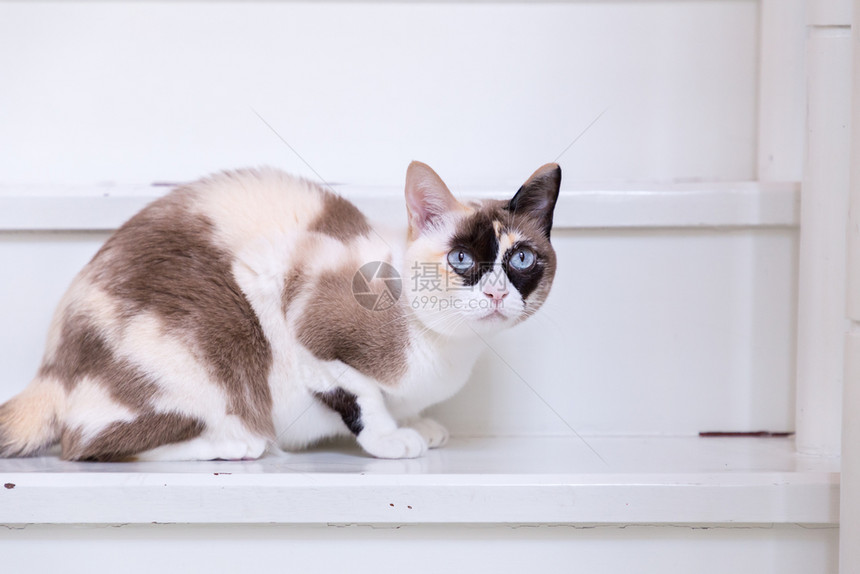 蓝眼睛的猫在楼梯上看着镜头图片