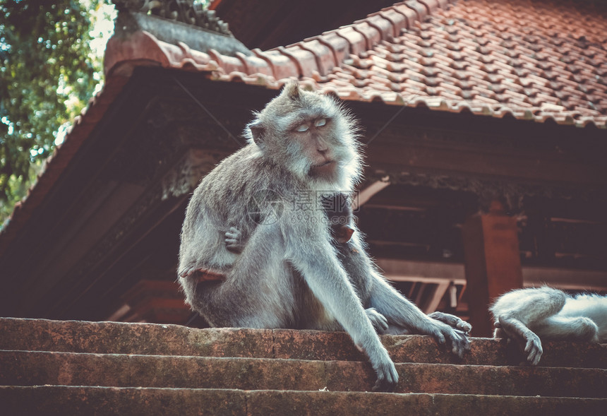 在神圣的猴子森林寺院屋顶上猴子乌布德巴利印地安尼西亚在猴子森林的寺院屋顶上猴子印地安尼西亚图片