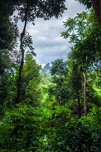 柬埔寨公园泰丛林森泰公园和的丛林森景观图片