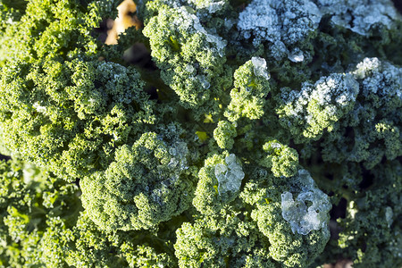 绿甘蓝或树叶菜园中冻霜的花生高清图片