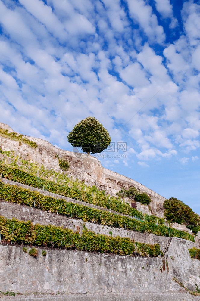 世界遗产葡萄园种植园露台在chexbrs村熔岩veyswihzerland图片