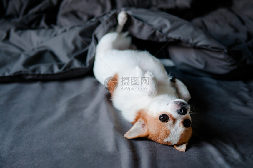 睡着的可爱吉娃狗躺着在床上脸毯子下躺床上图片