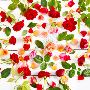 花朵的构成白背景上的红玫瑰平坦躺下顶端视图东边和春季贺卡背景图片