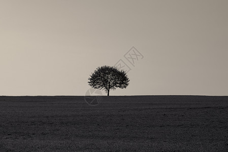 日出时一棵树在空草地中间的单色图像图片