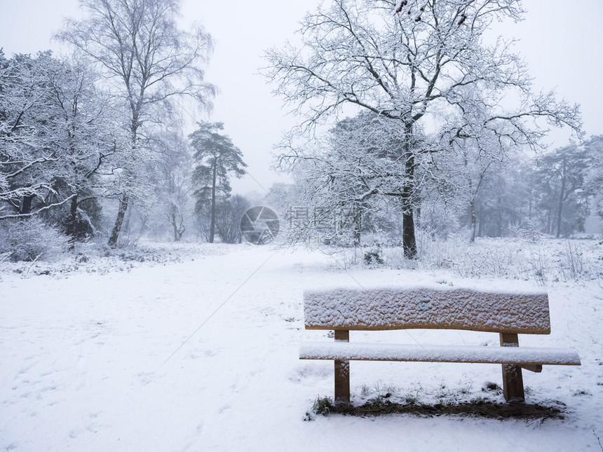 冬季森林中的长凳被雪覆盖图片