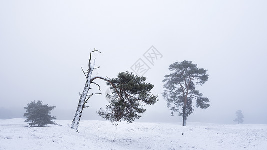 冬季的森林被暴风雪吹倒的树木背景