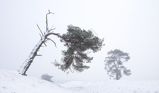 哈雪苏松树在冬季的森林景观中存活下来这些林地靠近泽西人和内地的提利支人背景