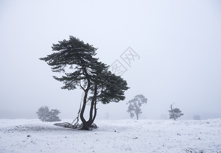 朦胧冷冰冰的木材背景高清图片