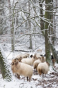 绵羊在雪中冬季林之间在乌特勒支附近高清图片