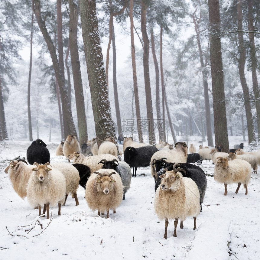 在冬季森林中羊群在冬林中图片