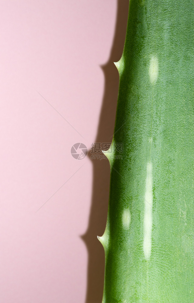 芦荟切片特写图片