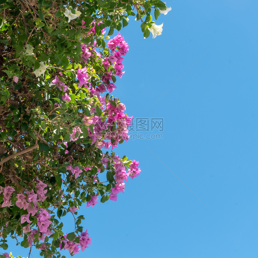 蓝的天空背景红白的花朵鲜青蓝的天空下图片