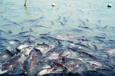 河里有鱼很多等着吃泰王国庙里有鱼高清图片