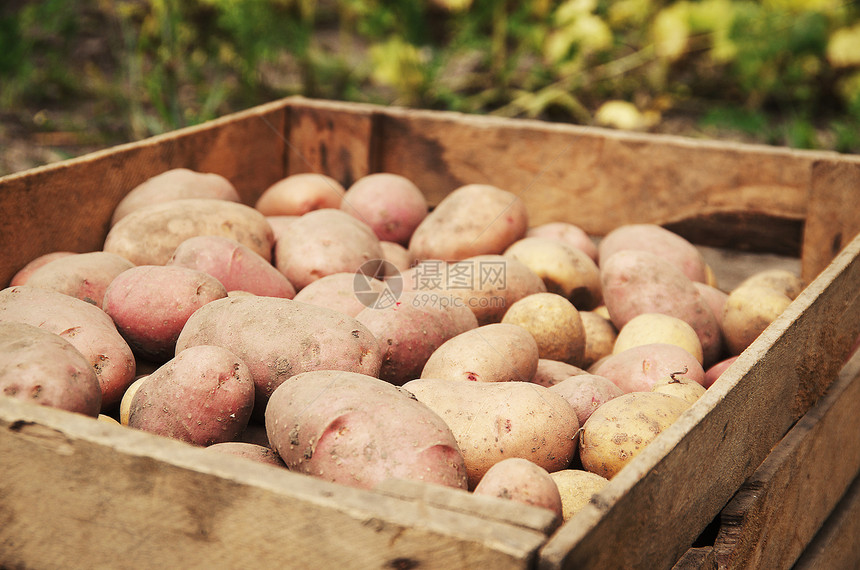 新鲜生土豆作为背景图片