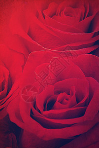 深红玫瑰的宏图像图片