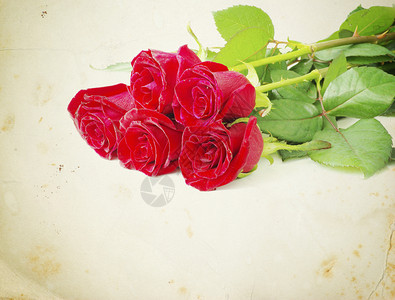 旧本背景的红玫瑰图片