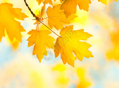 秋月背景的树叶图片