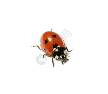 在白色上孤立的ladybug高清图片