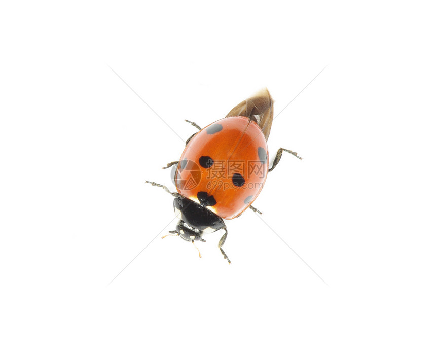 在白色上孤立的ladybug图片