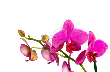 紫罗兰花枝的分图片