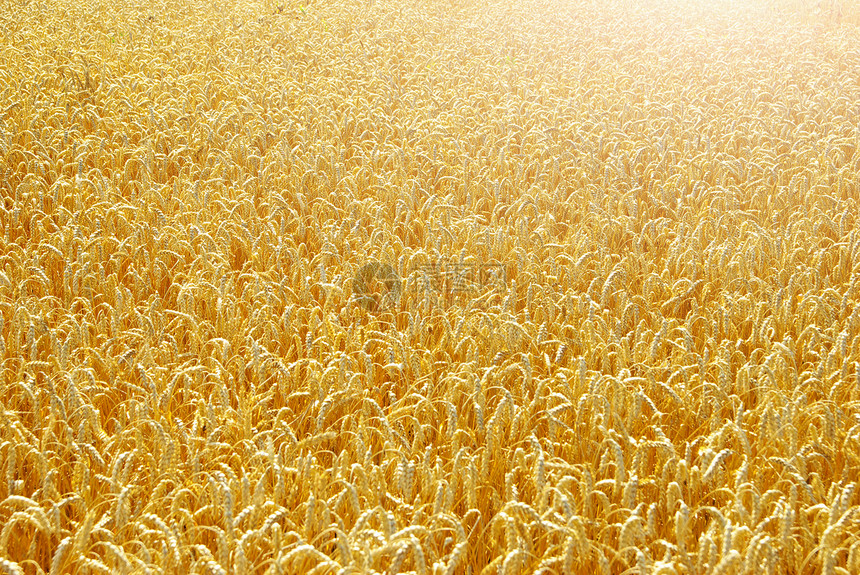 夏季末小麦田地完全成熟图片