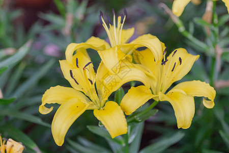 美丽的的百合花图片