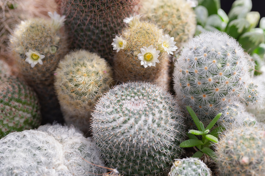 植物园的植物图片