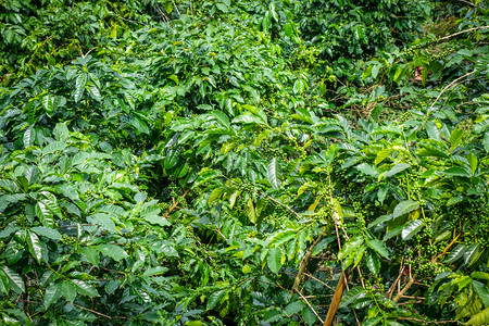 江马塔伊兰阿西亚加伊兰阿扬马附近咖啡种植园高清图片
