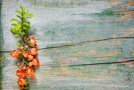 红色花朵覆盖着夏诺美丽雅波尼卡分支的古漆蓝色板状的抽象春季背景图片