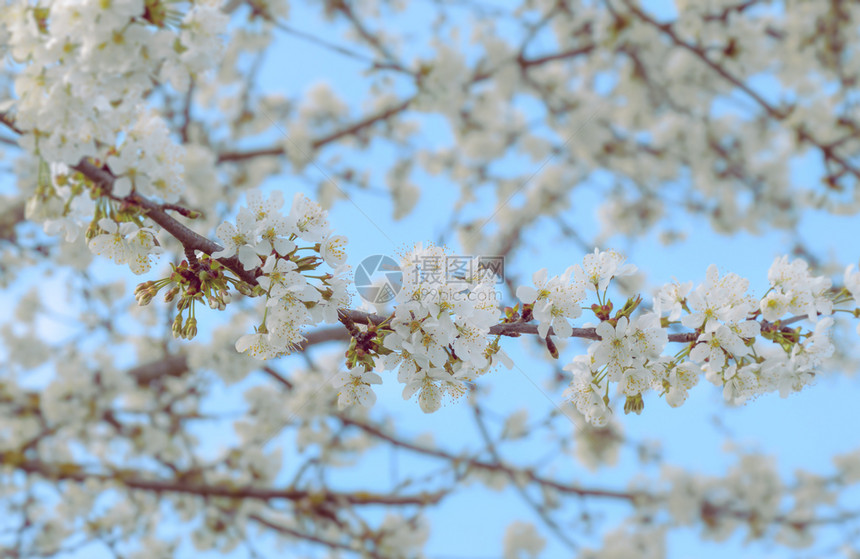 在阳光明媚的夏日蓝天下盛开的樱桃树枝图片