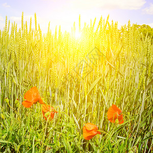 绿地和蓝天的日出在小麦耳朵明亮的红辣椒背景之下图片
