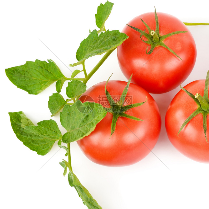 白色背景的新鲜开胃西红柿被孤立图片