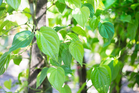 绿白菜叶新鲜的管道虫图片