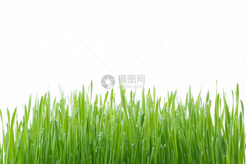 白色背景上绿色小麦青草图片