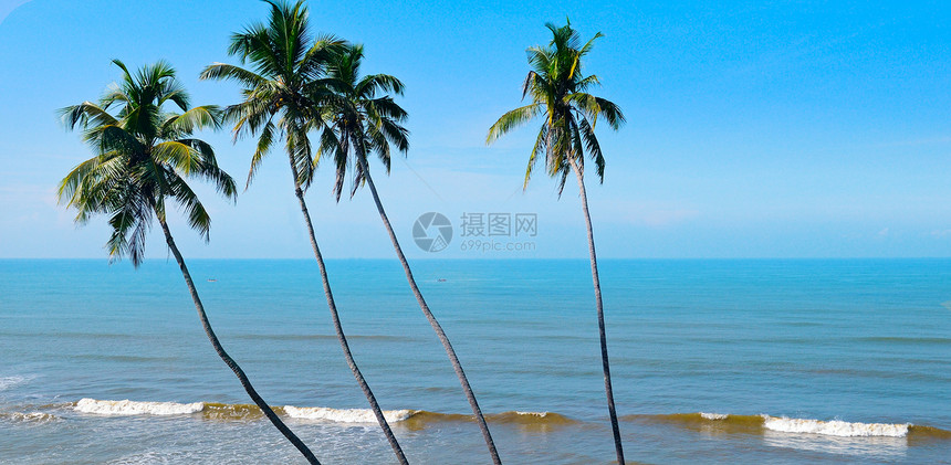 海滩棕榈树阳光明媚的一天美丽海洋宽阔照片图片