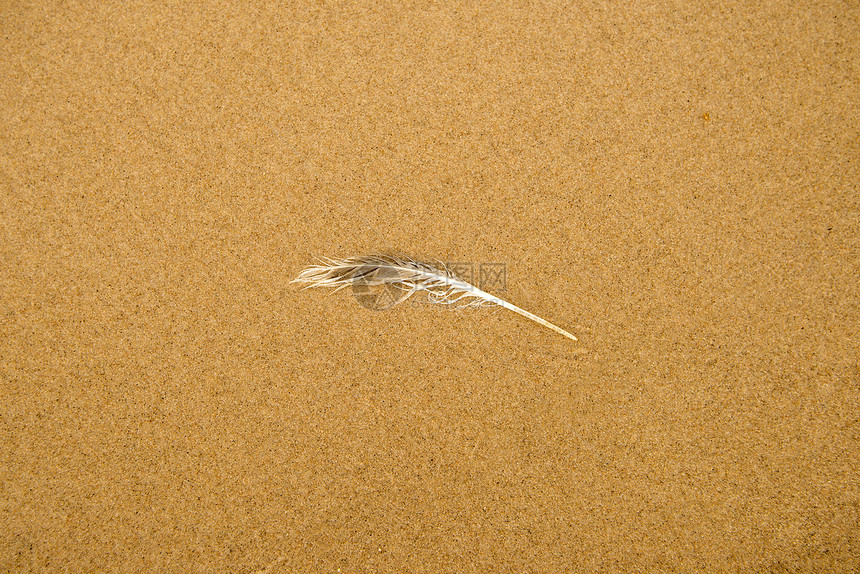 沙滩上的羽毛图片