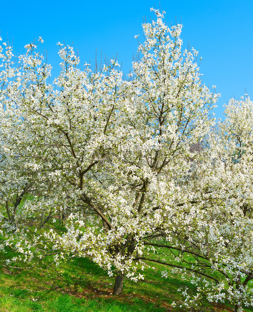 白花木兰树春天有朵图片