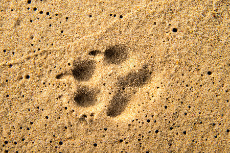印在沙滩上的狗爪印背景图片