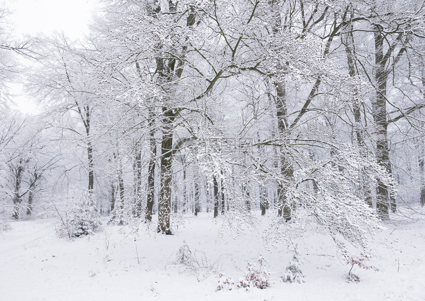在奥斯特利茨和雪中覆盖的乌斯泰利茨附近在乌斯特利茨和被雪覆盖的乌特利什附近在乌斯特利茨和什附近在乌特勒支的豪林中图片