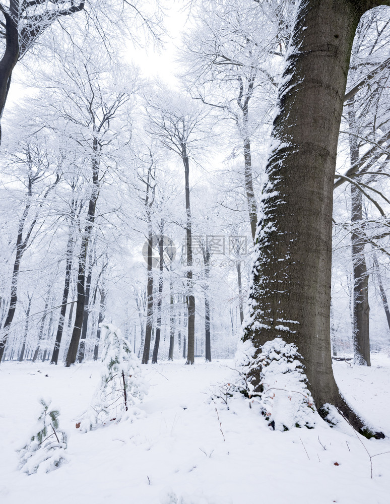 在奥斯特利茨和雪中覆盖的乌斯泰利茨附近在乌斯特利茨和被雪覆盖的乌特利什附近在乌斯特利茨和什附近在乌特勒支的豪林中图片