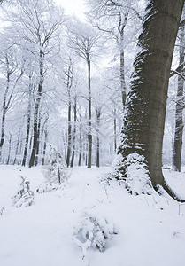 乌得勒支在奥斯特利茨和雪中覆盖的乌斯泰利茨附近在乌斯特利茨和被雪覆盖的乌特利什附近在乌斯特利茨和什附近在乌特勒支的豪林中背景